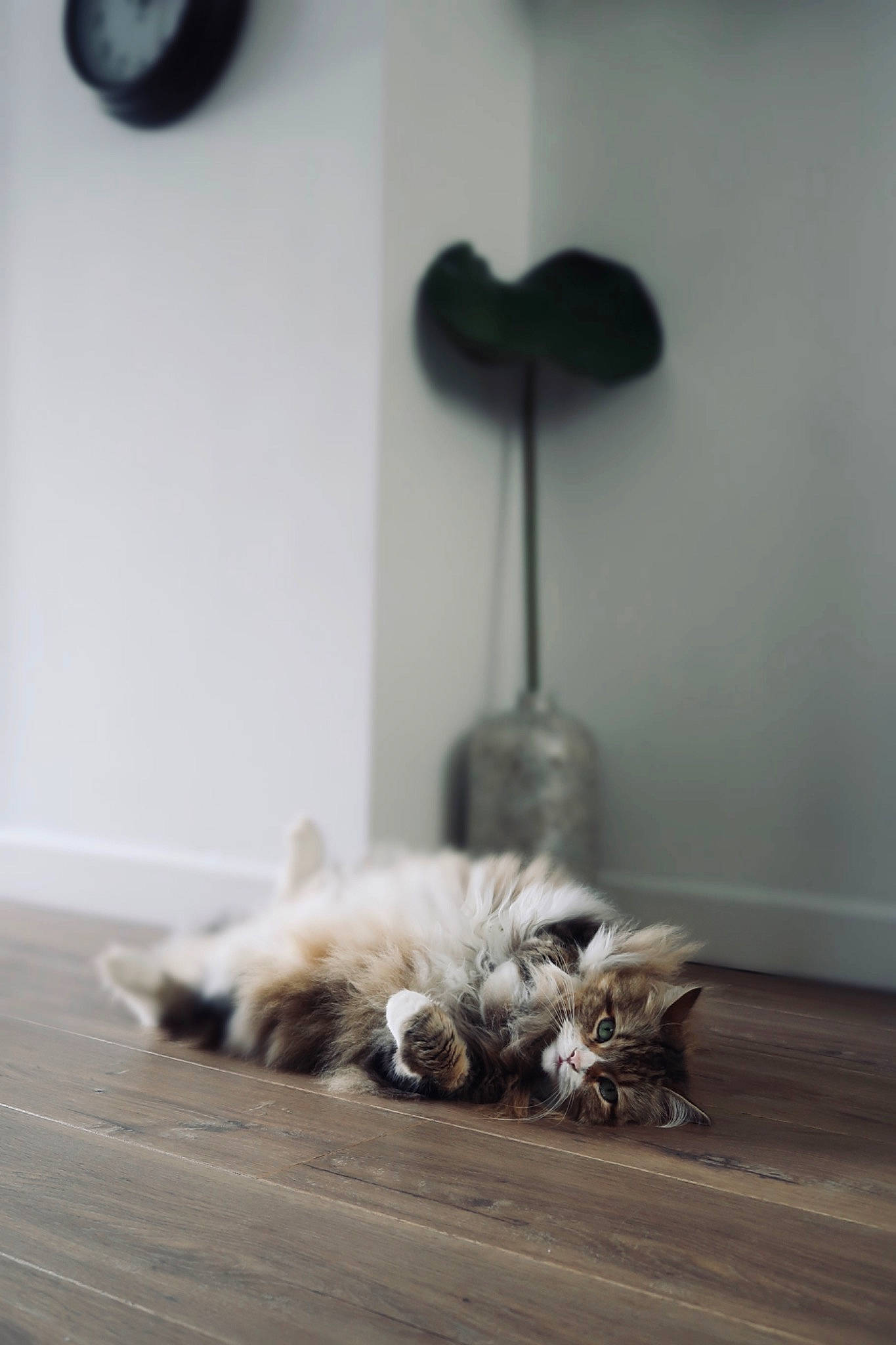 Kenzo joined the competition — help win amazing prizes! cat, circle, comfort, companion_dog, dog_breed, domestic_short_haired_cat, felidae, floor, flooring, fur, grey, hardwood, monochrome, monochrome_photography, room, small_to_medium_sized_cats, tail, whiskers, wood, wood_flooring