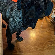 Chewy joined the competition — help win amazing prizes! animal, bookshelf, brindle, canine, cds, collar, curious, cushion, dog, domestic_animal, ears, flooring, furniture, household, indoor, looking_up, mammal, pet, shelf, wooden_floor