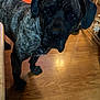 animal, bookshelf, brindle, canine, cds, collar, curious, cushion, dog, domestic_animal, ears, flooring, furniture, household, indoor, looking_up, mammal, pet, shelf, wooden_floor