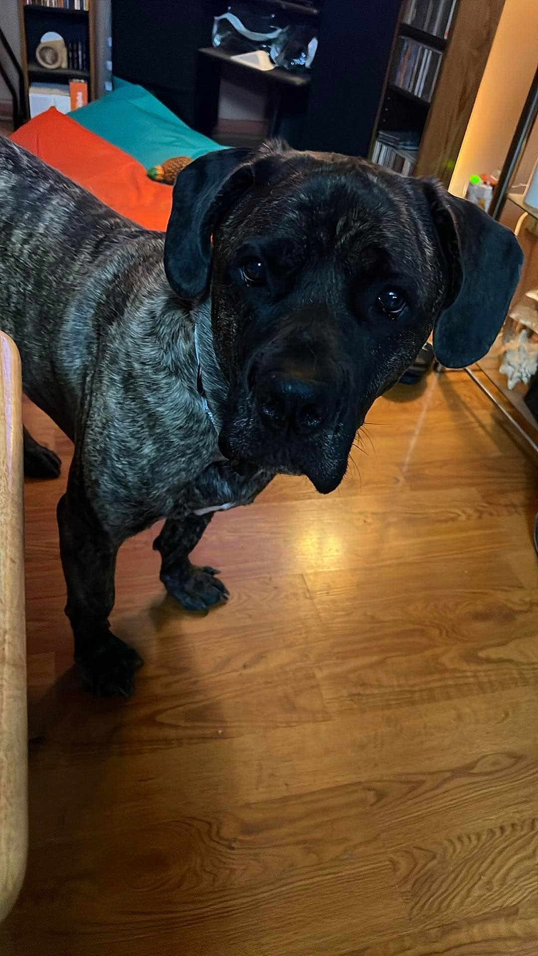 Chewy
