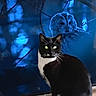 cat, black_and_white, owl, animal, night, forest, tree_branch, wildlife, screen, indoor, pet, mysterious, blue_tone, glowing_eyes, sitting, feline, nature, contrast, shadow, closeup