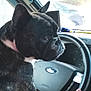 animal, brindle, car_interior, closeup, companion, cute, dashboard, dog, ford_logo, french_bulldog, hand, indoors, looking, pet, portrait, seat, side_view, steering_wheel, vehicle, window
