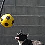 animal, black_and_white, blurred, daytime, dog, fence, field, goal_net, grass, leisure, nature, outdoor, pet, playing, soccer_ball, sport, tongue_out, wall, watching, yard