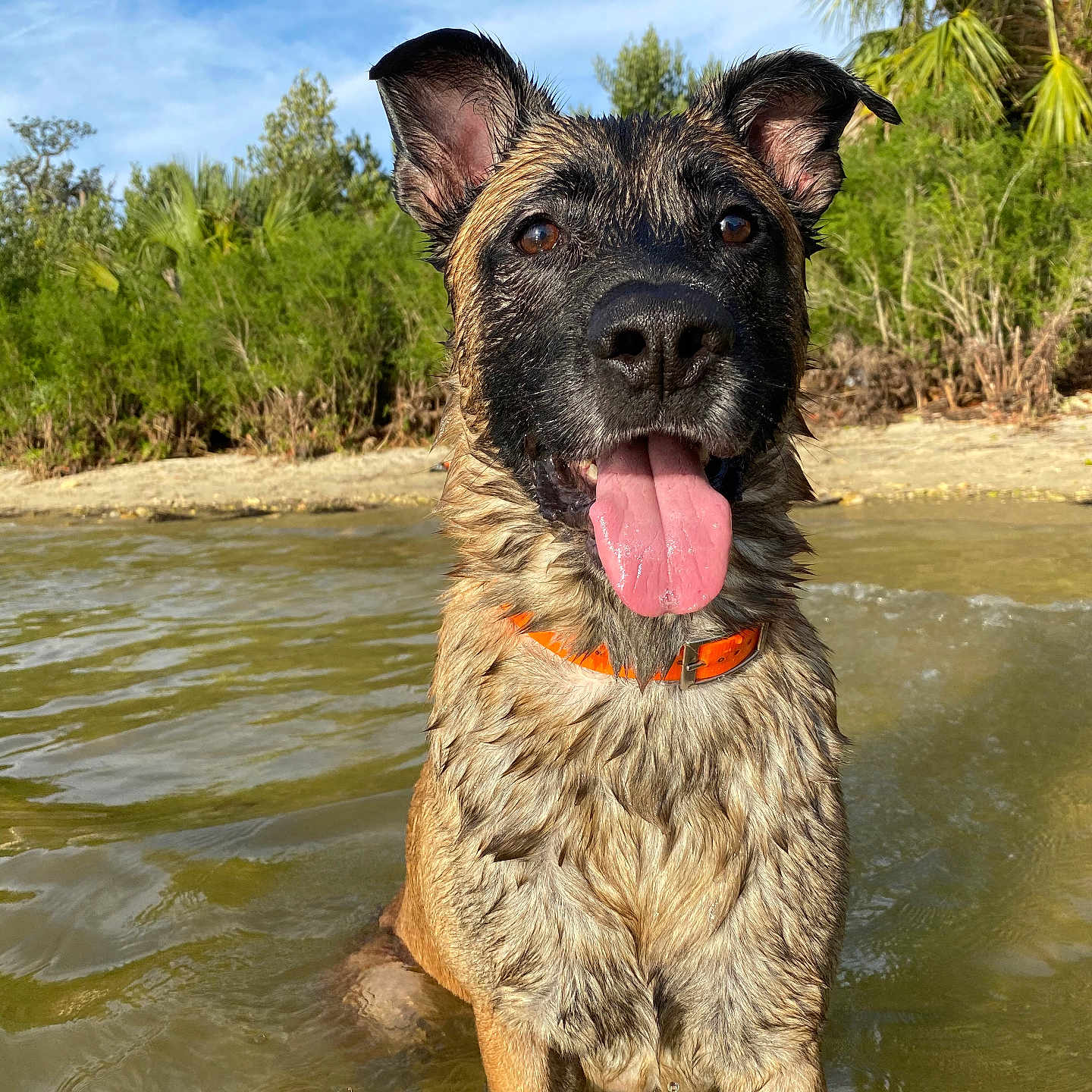 Sargent joined the competition — help win amazing prizes! animal, beach, canine, coast, dog, germanshepherd, grass, nature, outdoors, pet, plant, pond, puppy, rock, sea, shoreline, summer, tree, vegetation, water