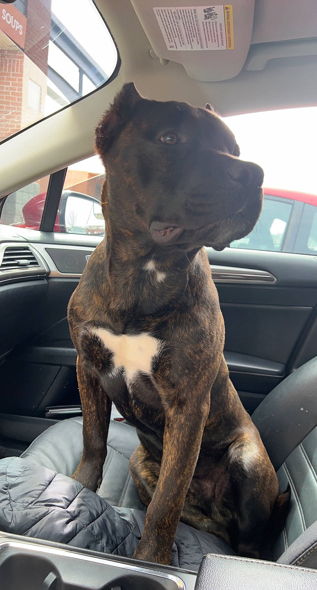 Draco is registered to the contest to win money with this photo: auto_part, automotive_exterior, car, car_seat, carnivore, comfort, companion_dog, dog, dog_breed, door, fawn, motor_vehicle, snout, sporting_group, steering_wheel, vehicle, vehicle_door, window, windshield, working_animal