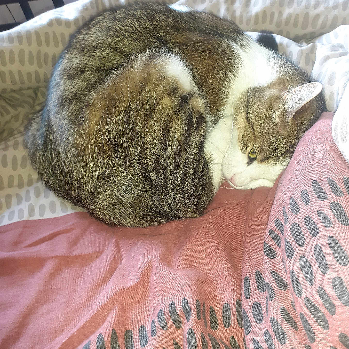 Piticha a rejoint le concours — aidez-le/la à gagner de superbes lots ! animal, bed, blanket, cat, chair, cozy, curled_up, feline, fur, home, indoor, natural_light, patterned_bedding, pet, pink, resting, sleepy, tabby, white, window