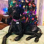 Kona joined the competition — help win amazing prizes! dog, black_dog, christmas_tree, ornaments, holiday_lights, blanket, indoor, pet, collar, tag, living_room, furniture, decor, festive, relaxed, paw, wallpaper, window, couch, holiday