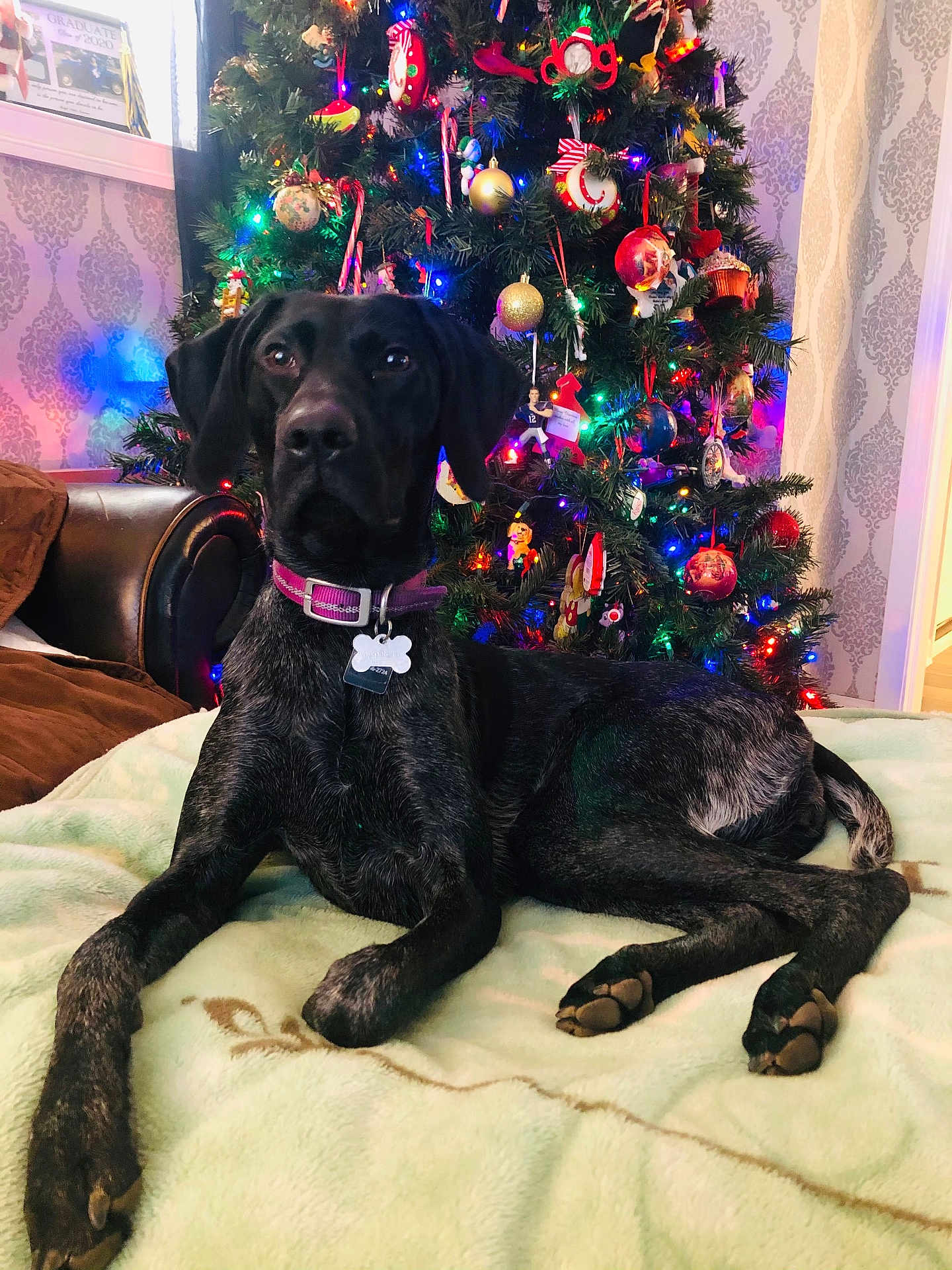 Kona joined the competition — help win amazing prizes! dog, black_dog, christmas_tree, ornaments, holiday_lights, blanket, indoor, pet, collar, tag, living_room, furniture, decor, festive, relaxed, paw, wallpaper, window, couch, holiday