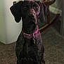 Kona is registered to the contest to win money with this photo: dog, indoor, pet, collar, carpet, furniture, animal, canine, sitting, brown, purple_collar, blurred_background, domestic, portrait, focused, attention, household, floor, pets, companion
