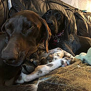 Kona joined the competition — help win amazing prizes! dog, brown_dog, black_dog, leather_couch, collar, blanket, paw, indoor, resting, pet, canine, domestic_animal, closeup, relaxing, fur, animal, companion, living_room, home, cute