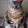 cat, celebration, chair, cozy, curious, cute, domestic, feline, fluffy, furry, household, indoor, party_hat, pet, portrait, sitting, striped, tabby_cat, white_leather, wide_eyes