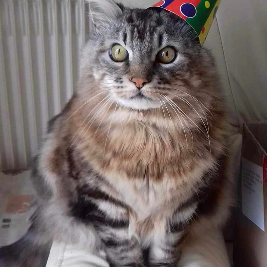 Barette Et Roméo a rejoint le concours — aidez-le/la à gagner de superbes lots ! cat, celebration, chair, cozy, curious, cute, domestic, feline, fluffy, furry, household, indoor, party_hat, pet, portrait, sitting, striped, tabby_cat, white_leather, wide_eyes