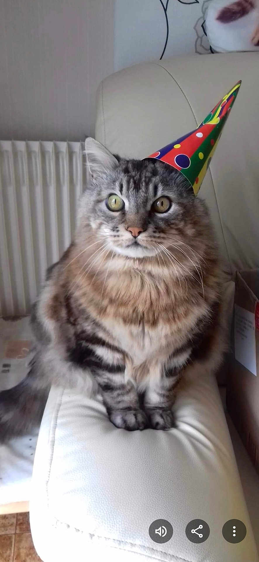Barette Et Roméo a rejoint le concours — aidez-le/la à gagner de superbes lots ! cat, tabby_cat, fluffy, party_hat, indoor, chair, white_leather, pet, feline, curious, sitting, wide_eyes, household, domestic, cozy, portrait, cute, striped, furry, celebration