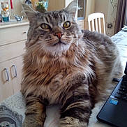 Barette participe au concours pour gagner de l'argent avec cette photo : cat, tabby, fluffy, pet, indoor, table, laptop, furniture, home, curious, relaxed, animal, mammal, whiskers, ears, fur, domestic, cozy, decor, chair