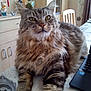 cat, tabby, fluffy, pet, indoor, table, laptop, furniture, home, curious, relaxed, animal, mammal, whiskers, ears, fur, domestic, cozy, decor, chair