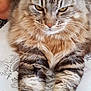 Barette participe au concours pour gagner de l'argent avec cette photo : cat, tabby, fluffy, pet, animal, indoor, feline, face, whiskers, paws, fur, patterned_surface, leopard_print, person, arm, resting, closeup, table, household, cute