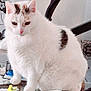 Barette participe au concours pour gagner de l'argent avec cette photo : cat, white_cat, brown_spots, glass_table, indoor, furniture, chair, flowers, table, floor_tiles, pet, animal, domestic, cute, feline, sitting, looking_down, wallpaper, decor, cozy