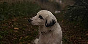 Rolly participe au concours pour gagner de l'argent avec cette photo : animal, background_blur, calm, collar, dog, forest_path, fur, grass, greenery, leaves, moody, nature, outdoor, overcast_sky, pet, quiet, side_profile, sitting, stone_wall, white_dog
