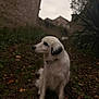 animal, background_blur, calm, collar, dog, forest_path, fur, grass, greenery, leaves, moody, nature, outdoor, overcast_sky, pet, quiet, side_profile, sitting, stone_wall, white_dog