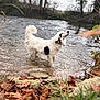 Rolly participe au concours pour gagner de l'argent avec cette photo : animal, autumn, black_patches, canine, dog, forest, fur, grass, landscape, leaves, nature, outdoor, riverbank, rocks, scenery, shallow_water, stream, trees, water, white_dog