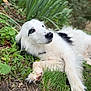 Rolly a rejoint le concours — aidez-le/la à gagner de superbes lots ! animal, black_markings, canine, closeup, dog, fluffy, fur, garden, grass, greenery, lying_down, nature, outdoor, paw, pet, plant, portrait, relaxed, side_view, white_dog