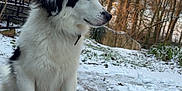 Rolly a rejoint le concours — aidez-le/la à gagner de superbes lots ! animal, black_patches, calm, cold, daytime, dog, fur, landscape, nature, outdoor, pet, quiet, scenery, seasonal, sitting, snow, stone_wall, trees, white_dog, winter