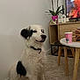 Rolly participe au concours pour gagner de l'argent avec cette photo : black_spots, carpet, collar, cozy, decorative_deer, dog, domestic, floor, fur, furniture, indoor, living_room, orchid, paper_cup, pet, potted_plant, table, television, white_dog, wooden_cabinet