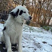Rolly a rejoint le concours — aidez-le/la à gagner de superbes lots ! animal, black_patches, calm, cold, daytime, dog, fur, landscape, nature, outdoor, pet, quiet, scenery, seasonal, sitting, snow, stone_wall, trees, white_dog, winter