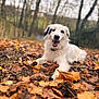 animal, autumn_leaves, background_blur, black_patch, canine, close_up, collar, daylight, dog, fall, forest, happy, leaf_litter, lying_down, nature, outdoor, pet, seasonal, smiling, white_dog