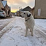 Rolly a rejoint le concours — aidez-le/la à gagner de superbes lots ! animal, calm, cloudy, collar, dog, fluffy, footprints, houses, nature, outdoor, paw_prints, pet, quiet, residential, road, sky, snow, street, sunset, winter
