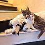 animal, black_and_white_kitten, cat, close_up, companion, cute, dog, domestic, friendship, fur, gray_cat, indoors, kitten, pet, portrait, relaxing, resting, snuggling, stairs, white_dog