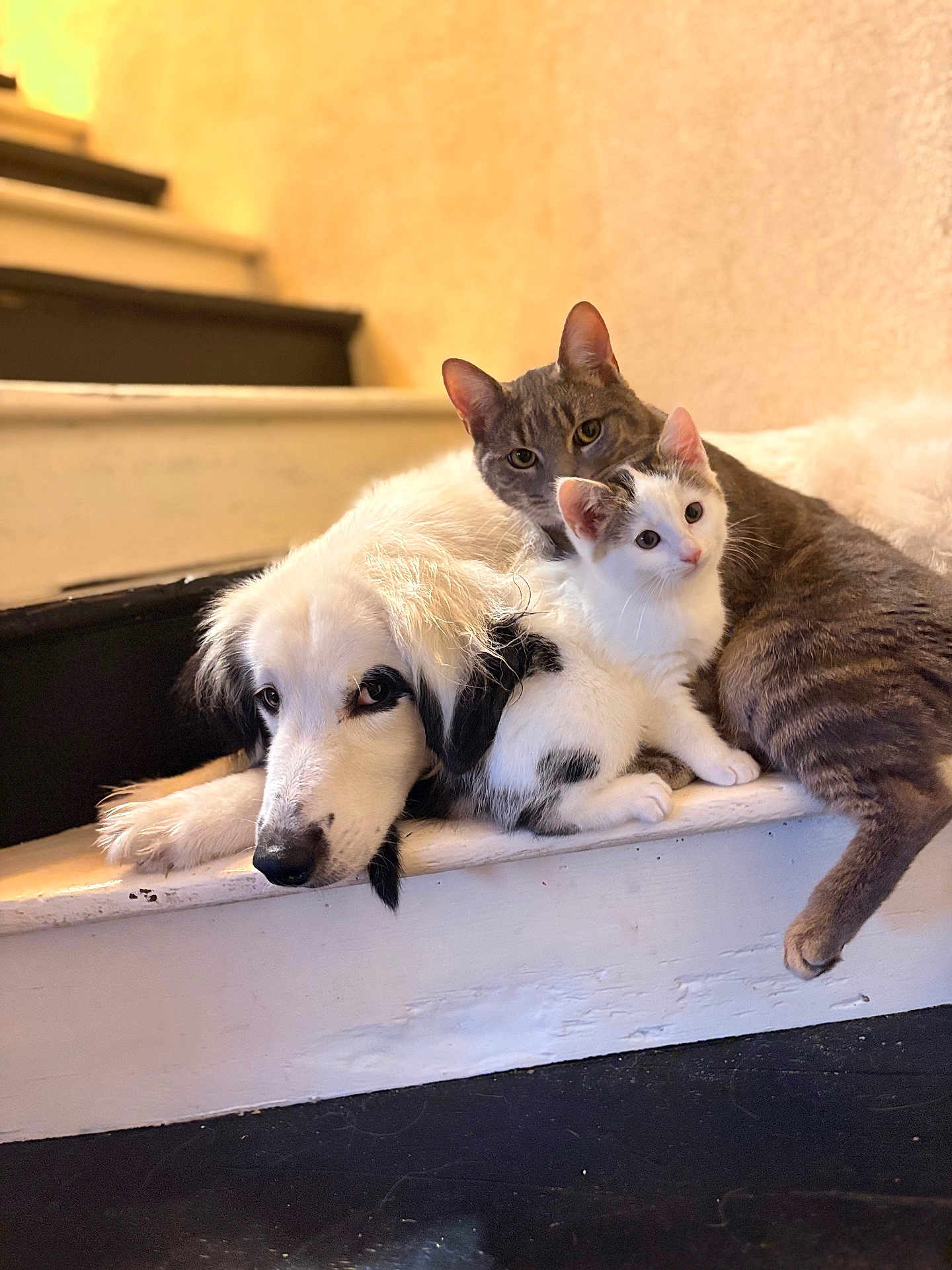 Rolly participe au concours pour gagner de l'argent avec cette photo : animal, black_and_white_kitten, cat, close_up, companion, cute, dog, domestic, friendship, fur, gray_cat, indoors, kitten, pet, portrait, relaxing, resting, snuggling, stairs, white_dog