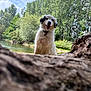 Rolly a rejoint le concours — aidez-le/la à gagner de superbes lots ! animal, canine, cloud, collar, daylight, dog, fluffy, forest, greenery, happy, landscape, nature, outdoor, pet, playful, river, sky, summer, tree, water