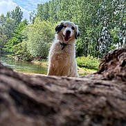 Rolly participe au concours pour gagner de l'argent avec cette photo : animal, canine, cloud, collar, daytime, dog, fluffy, forest, greenery, happy, landscape, nature, outdoor, park, river, sky, summer, tongue_out, tree, water