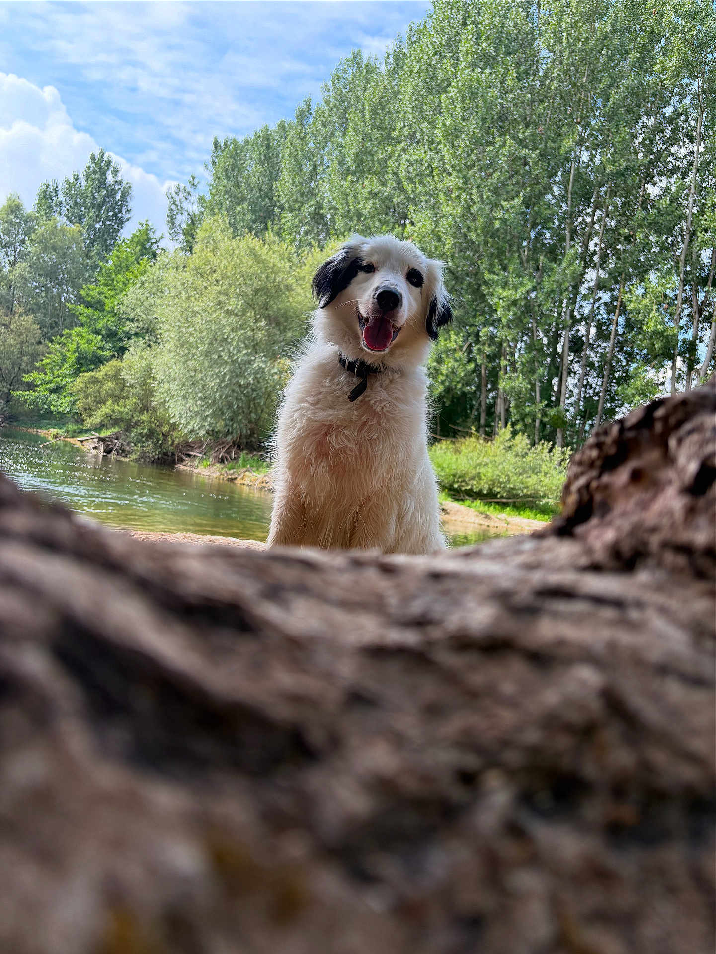 Rolly participe au concours pour gagner de l'argent avec cette photo : animal, canine, cloud, collar, daytime, dog, fluffy, forest, greenery, happy, landscape, nature, outdoor, park, river, sky, summer, tongue_out, tree, water