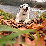 animal, autumn_leaves, black_markings, blurred_background, canine, collar, dog, fall, fur, grass, happy, landscape, lying_down, nature, outdoor, pet, river, smiling, trees, white_dog