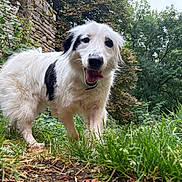 Rolly participe au concours pour gagner de l'argent avec cette photo : dog, white_dog, black_patch, happy, tongue_out, grass, garden, greenery, stone_wall, path, outdoor, nature, plants, trees, fur, pet, canine, smiling, daylight, close_up