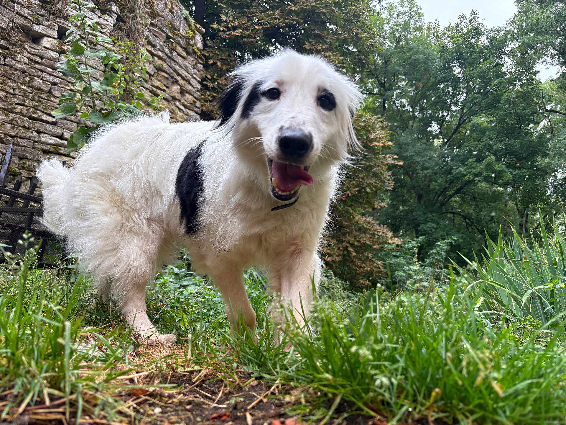 Rolly participe au concours pour gagner de l'argent avec cette photo : dog, white_dog, black_patch, happy, tongue_out, grass, garden, greenery, stone_wall, path, outdoor, nature, plants, trees, fur, pet, canine, smiling, daylight, close_up