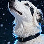animal, black_patch, blue_eye, breath_mist, canine, close_up, cold, collar, dog, frozen, fur, looking_up, nature, outdoor, pet, portrait, snow, snowflakes, white_dog, winter