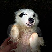 Rolly a rejoint le concours — aidez-le/la à gagner de superbes lots ! animal, black_background, black_spots, canine, close_up, cute, dog, domestic_animal, friendly, fur, fur_texture, hand, happy, lying_down, outdoor, paw, pet, playful, smiling, white_dog
