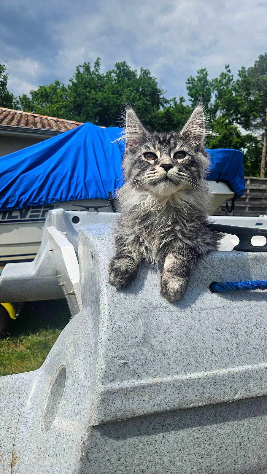 Aslan