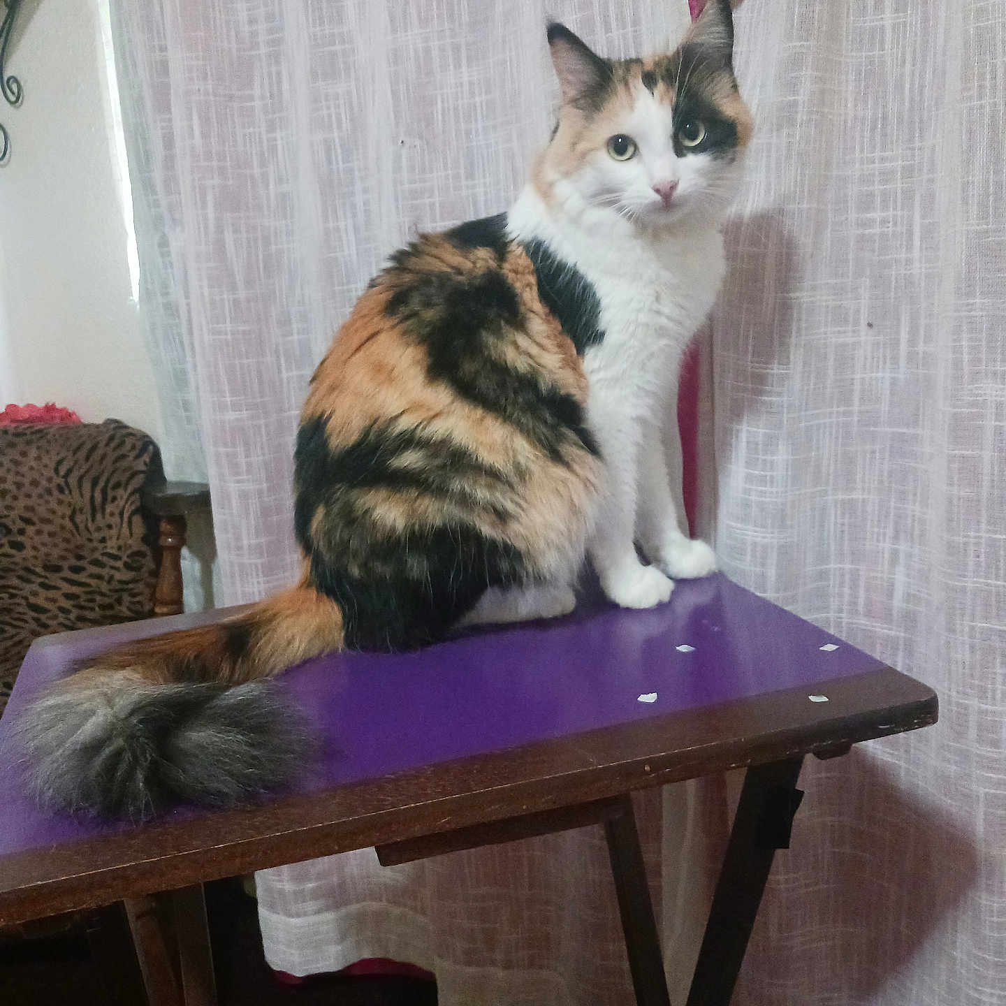 Katt joined the competition — help win amazing prizes! animal, architecture, building, cat, chair, desk, diningtable, flower, flowerarrangement, furniture, indoors, kitten, livingroom, pet, plant, plywood, pottedplant, room, table, wood