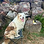 dog, australian_shepherd, outdoor, rock_wall, camping_chair, grass, leash, tongue_out, happy, pet, nature, sunlight, fur, sitting, animal, canine, daytime, smile, brown, white