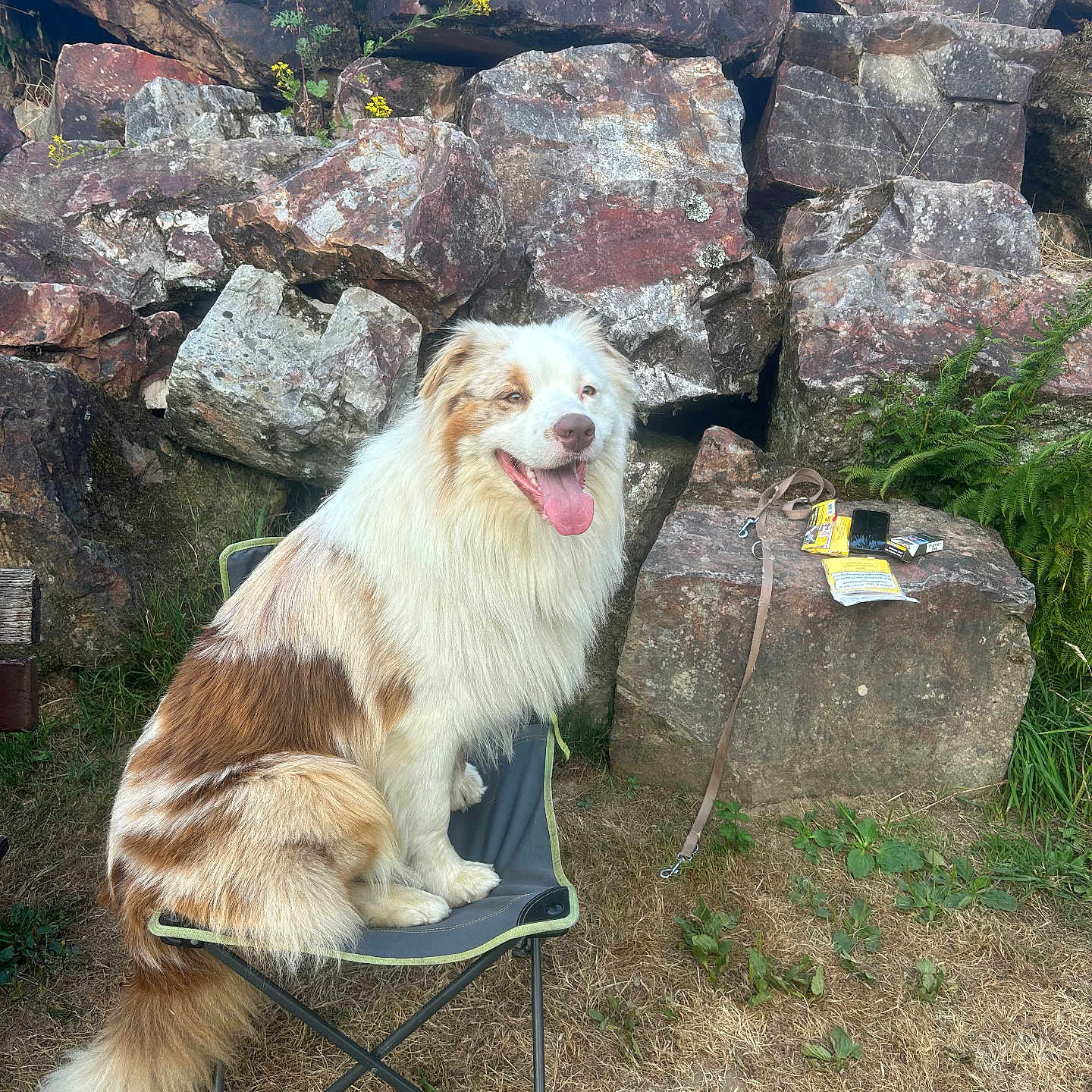 Ulysse a rejoint le concours — aidez-le/la à gagner de superbes lots ! animal, australian_shepherd, brown, camping_chair, canine, daytime, dog, fur, grass, happy, leash, nature, outdoor, pet, rock_wall, sitting, smile, sunlight, tongue_out, white