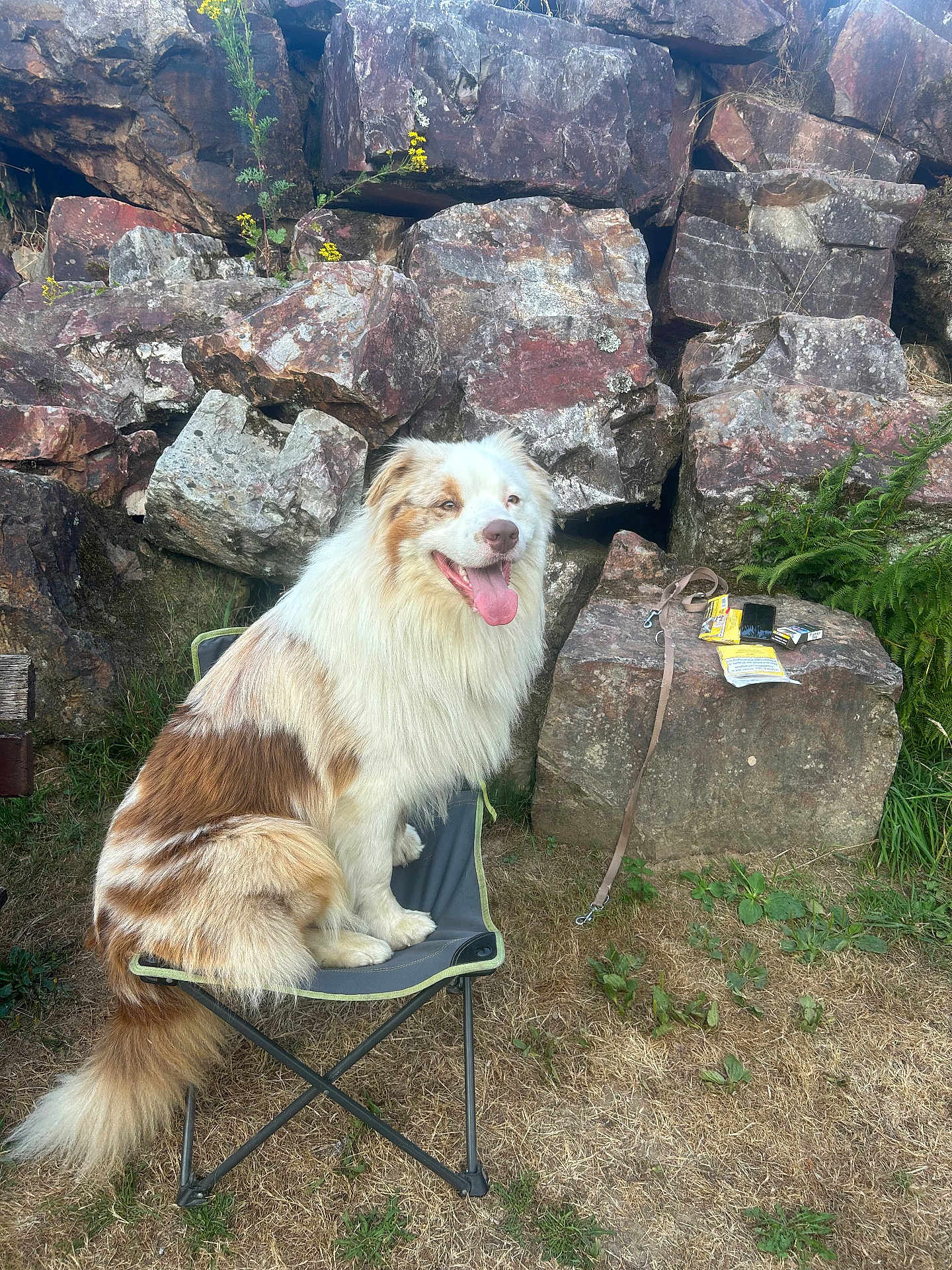 Ulysse a rejoint le concours — aidez-le/la à gagner de superbes lots ! dog, australian_shepherd, outdoor, rock_wall, camping_chair, grass, leash, tongue_out, happy, pet, nature, sunlight, fur, sitting, animal, canine, daytime, smile, brown, white