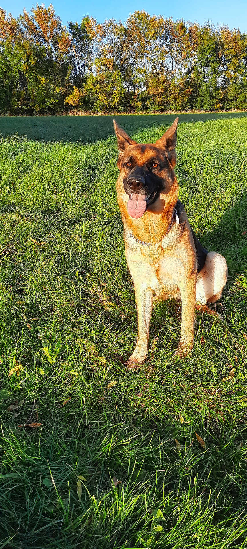Xena participe au concours pour gagner de l'argent avec cette photo : dog, german_shepherd, grass, field, outdoor, sunlight, trees, blue_sky, pet, canine, animal, happy, tongue_out, nature, sitting, collar, daytime, greenery, park, sunshine