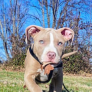 Tituba is registered to the contest to win money with this photo: puppy, dog, grass, leaf, outdoor, nature, blue_sky, tree, pet, animal, playful, walking, sunny, young_dog, cute, collar, brown_coat, white_markings, canine, daytime