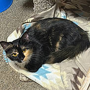 Spooky joined the competition — help win amazing prizes! cat, tortoiseshell_cat, yellow_eyes, blanket, scratching_post, blue_bowl, indoor, pet, feline, fur, resting, cozy, carpet, animal, cute, domestic_animal, whiskers, tail, laying_down, comfortable