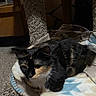 Spooky joined the competition — help win amazing prizes! cat, calico_cat, blanket, carpet, carpeted_cat_tree, indoor, feline, pet, resting, fur, animal, mammal, whiskers, ears, tail, floor, wood, cozy, relaxed, quiet