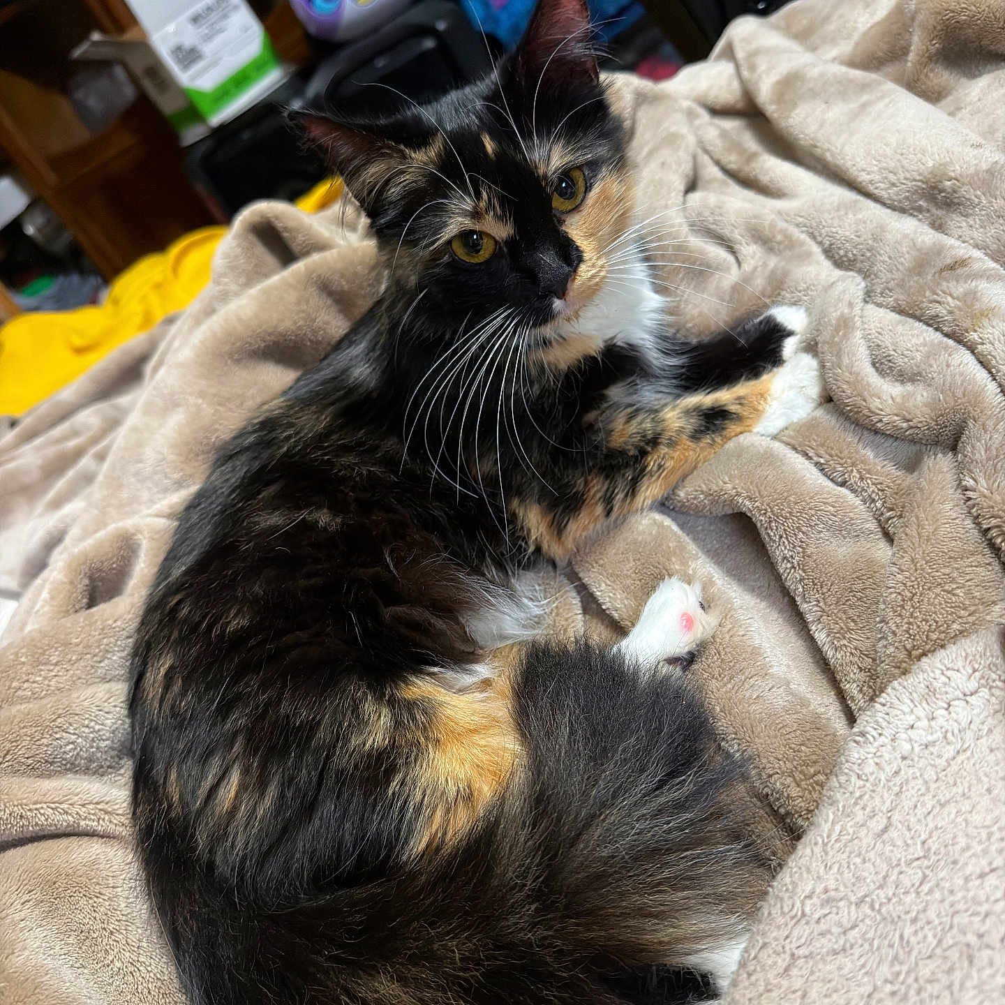 Spooky is registered to the contest to win money with this photo: cat, calico, fluffy, yellow_eyes, blanket, cozy, indoor, pet, feline, curious, relaxed, soft_texture, fur, whiskers, paws, tail, household, colorful, container, comfort